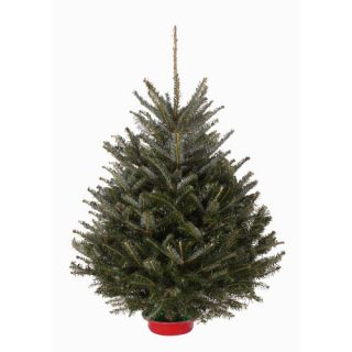 30 36 Live Fraser Fir Grade A Table Top Tree With Pre attached Tree