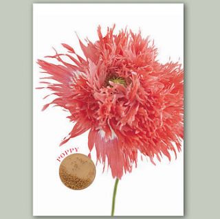 poppy flower card with seeds to grow by think bubble