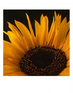 sunflower, art print by paul cooklin
