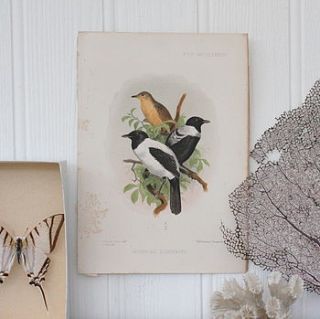 antique bird bookplate print by magpie living