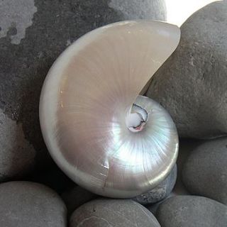 nautilus shell by buy the sea
