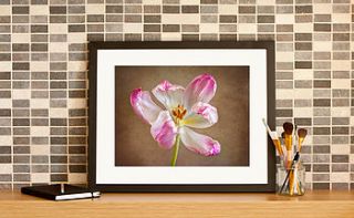 delicate tulip fine art print by tuomuro