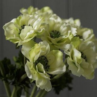 pale green anemone by ebury home & garden