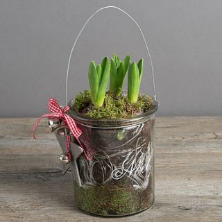 noel glass jar of christmas hyacinths gift by the flower studio