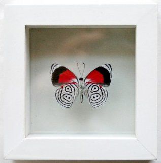 Red and Black 88 Butterfly Diaethria Neglecta Mounted in White Display  Other Products  