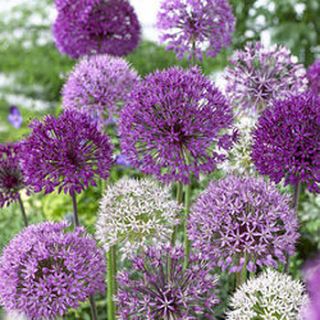 bag of five allium superglobe bulbs by ellen mary gardening