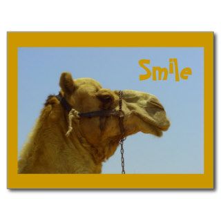 Smiling camel in profile post cards