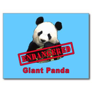 Giant Panda Endangered products Post Cards