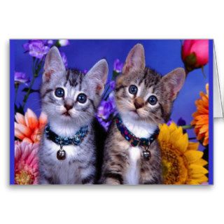 little_kittens (27) cute adorable fuzzy pets cats greeting cards