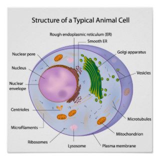A typical cell biology Poster