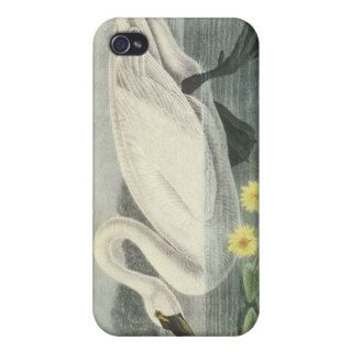 Tundra Swan, John Audubon iPhone 4 Case