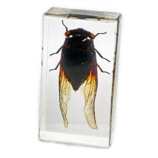 Cicada Paperweight (2.9x1.6x1") Toys & Games