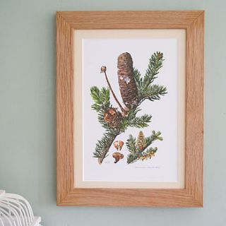 framed vintage print ' silver fir' by bonnie and bell