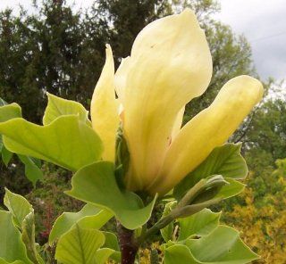 Magnolia Sunsation Well Established Container Size #5  Flowering Plants  Patio, Lawn & Garden