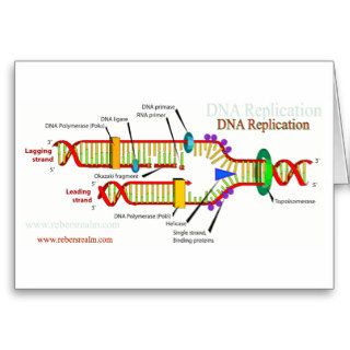 DNA Replication Greeting Cards