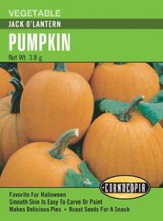 Heirloom Pumpkin, Jack O'Lantern  Pumpkin Plants  Patio, Lawn & Garden