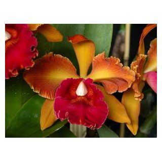 Lc. SJ Bracey 'Waiolani' Hybrid Orchid Plant [CAT159]  Larry S Orchids Tropicals  Patio, Lawn & Garden