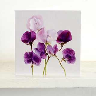 sweet pea   blank greeting cards by elizabeth vickers photography
