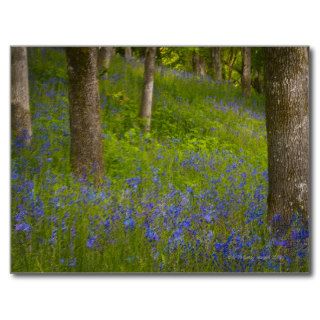 USA, Oregon, Salem, Wildflowers among oak trees 2 Post Card