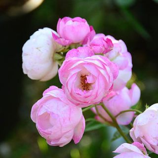 patio standard rose 30th pearl anniversary by giftaplant