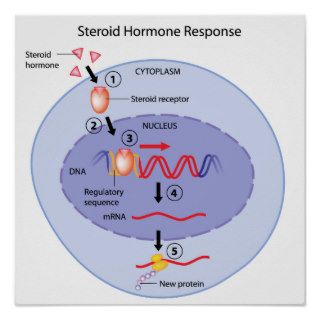 Steroid hormone action Poster