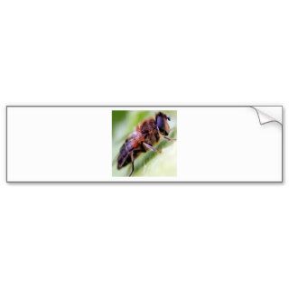 Insects Honey Bee Bumper Stickers