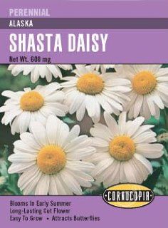 Heirloom Shasta Daisy, Alaska  Flowering Plants  Patio, Lawn & Garden