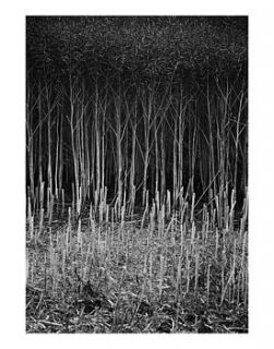 brassica napus, black and white print by paul cooklin