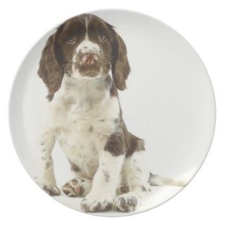 Brown and White Springer Spaniel Puppy Plate