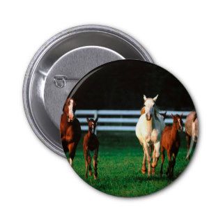 Horses Arabian Romper Room Pin