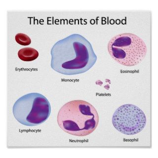 Blood cells Poster