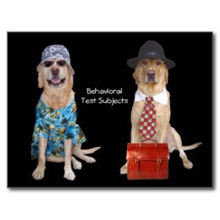 Animal/Lab/Dog Behavior Study Postcard