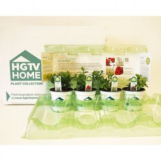HGTV HOME Plant Collection   Sassy Sweethearts