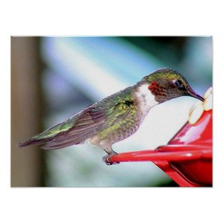 Ruby Throated Hummingbird 2004 0115a Posters