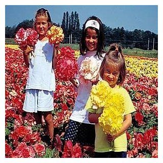 4 Bulb Hybrid Double Trumpet Begonia Collection   SALE*  Begonia Plants  Patio, Lawn & Garden