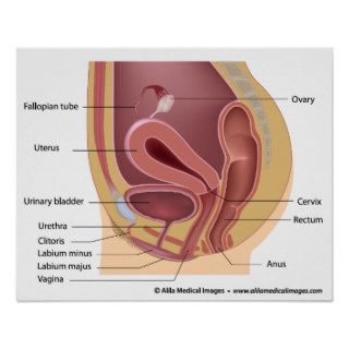 Women's reproductive system, labeled diargam. poster