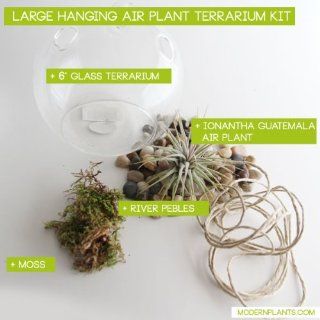 Hanging Air Plant Terrarium Kit   Home And Garden Products