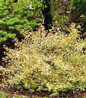 Golden Anniversary   Abelia   Golden Variegated Leaves  Shrub Plants  Patio, Lawn & Garden