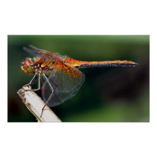 Yellow Winged Darter Dragonfly Poster