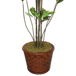 Laura Ashley Home Tall Croton Multiple Trunks Tree in Planter