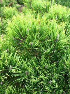 Bergkiefer, Pinus mugo var. mughus Krummholzkiefer 30 cm breit im 3 Liter Pflanzcontainer Garten