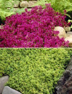 StaudenThymian, Sortiment bestehend aus 2 Stauden gelbblttrig (Thymus citodorus) + 2 Stauden rotblttrig (Thymus praecox) Garten