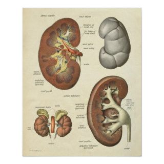Vintage Human Anatomy Print Kidney