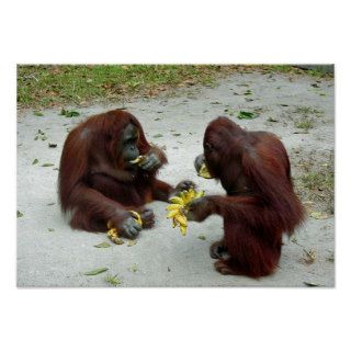 Orangutans eating Bananas Print