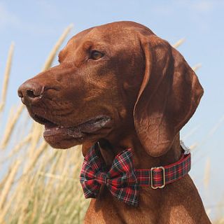 scotty bow tie dog collar by mrs bow tie