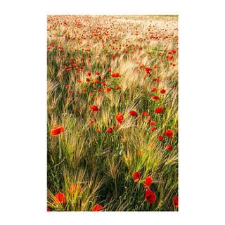 poppy meadow print by ben robson hull photography