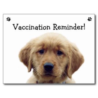 Golden Retriever "Vaccination Reminder" Postcard Postcards