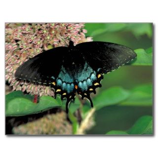 Spicebush swallowtail Buttterfly   Common milkweed Post Card