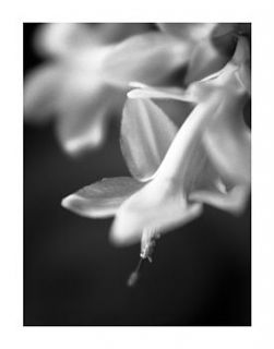 flowering easter cactus black and white print by paul cooklin