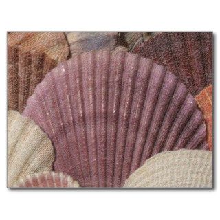 Seashells Postcard